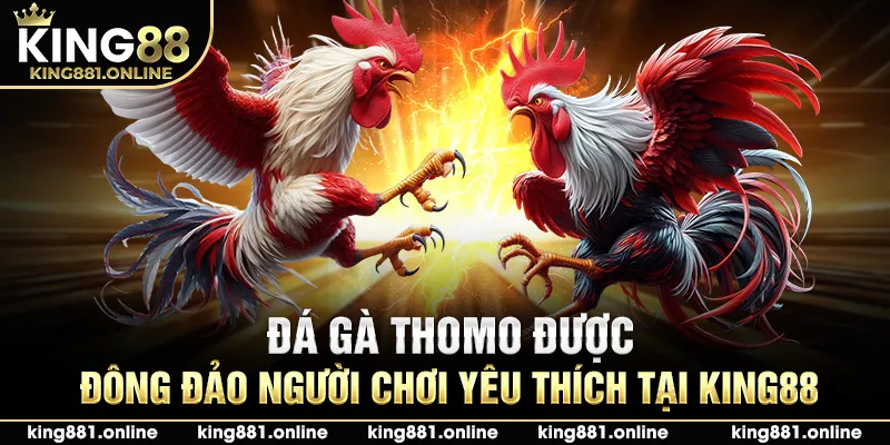 Đá gà Thomo được đông đảo người chơi yêu thích 