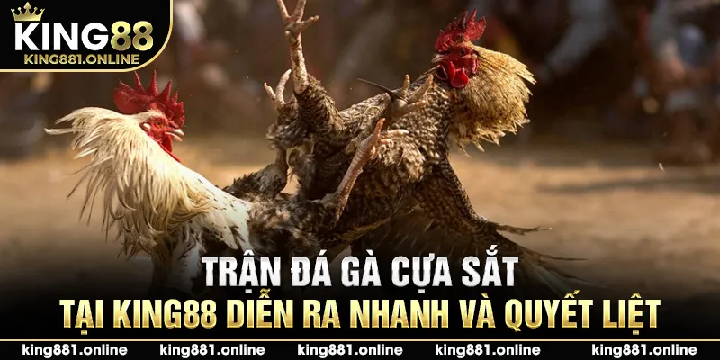 Trận đá gà cựa sắt tại King88 diễn ra nhanh và quyết liệt
